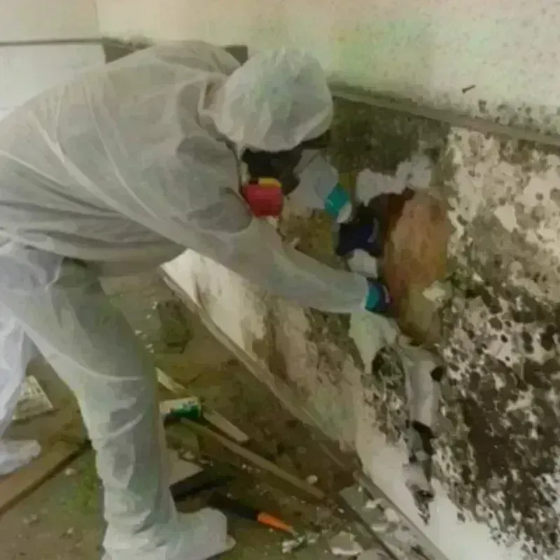 Mold Remediation and Removal in Salem, VA